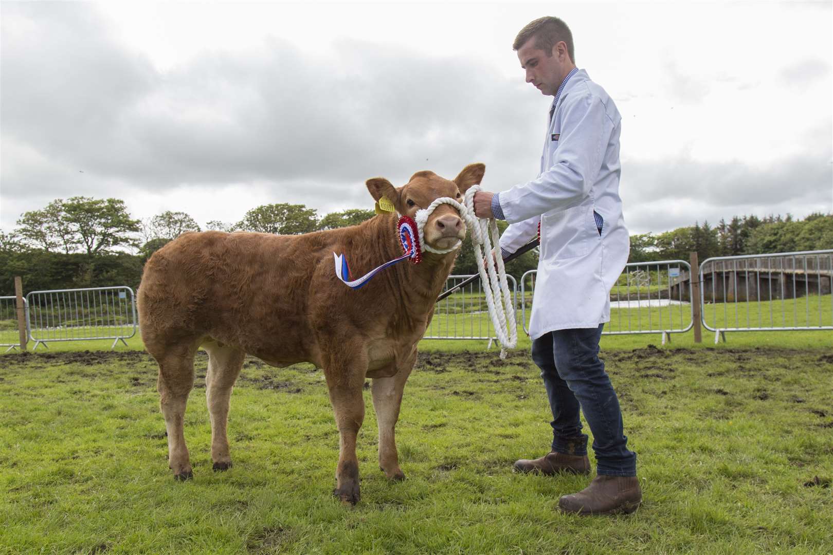 Kris Sutherland, Dunbeath Farms, took the supreme cattle championship and champion of champions title at the last County Show in 2019 with his commercial champion, Sassy Lady, a March-born Limousin cross heifer after the AI bull Lodge Hamlet. Picture: Ann-Marie Jones / Northern Studios