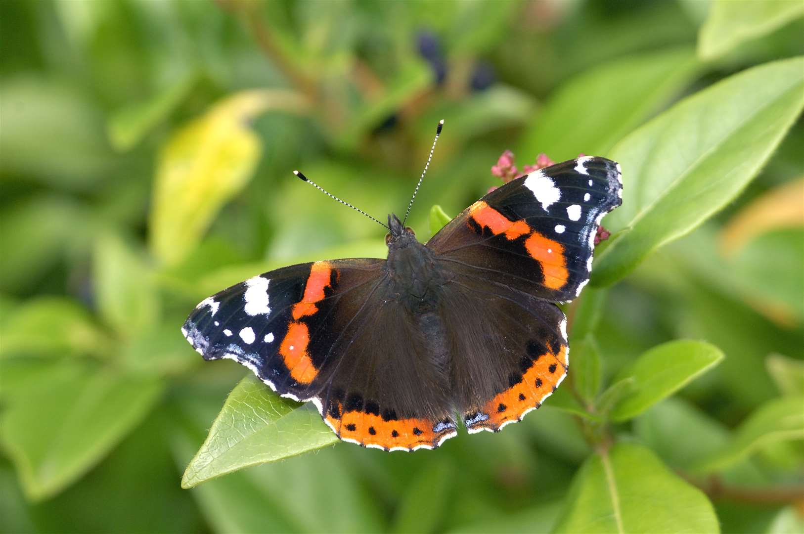 Red Admiral butterfly. Picture: ©Lorne Gill/SNH