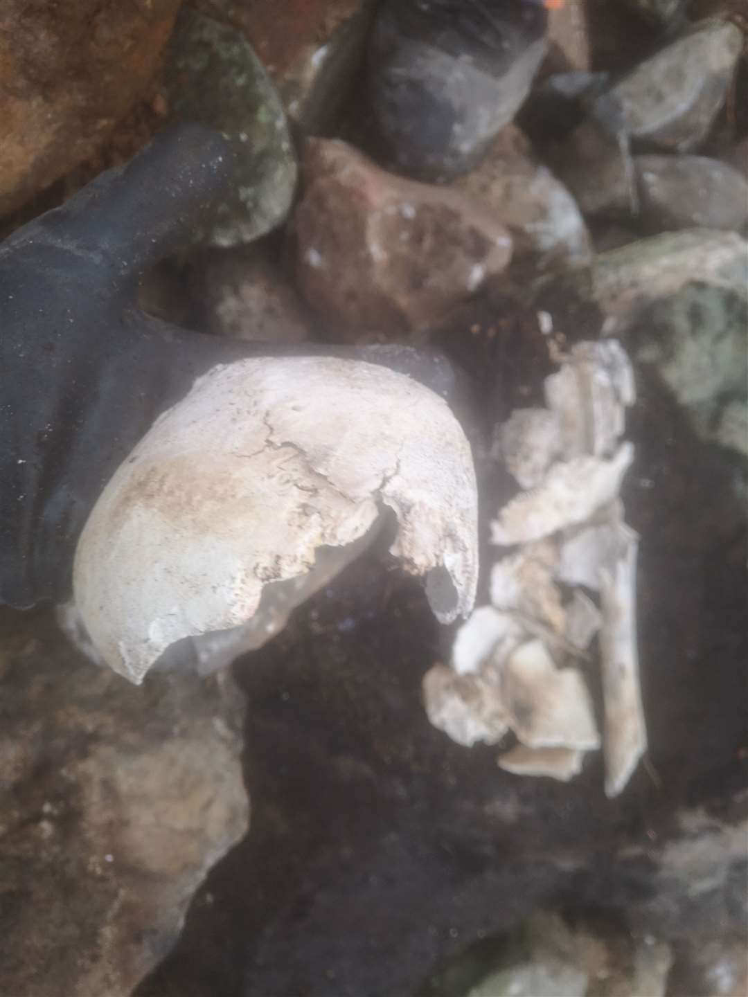 The partial skull and other bones found on the estate.