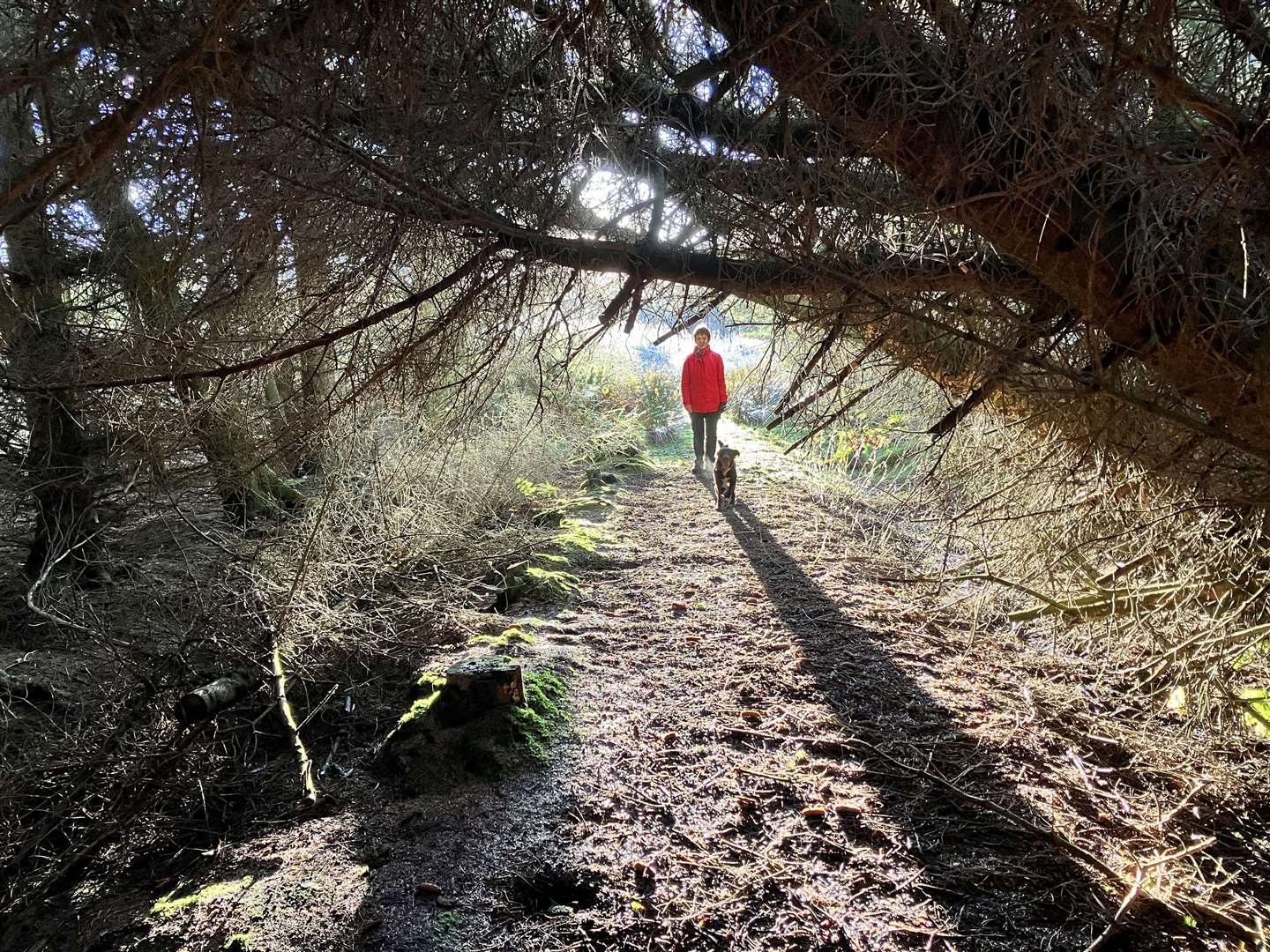 Roger Bamfield took this shot during a winter woodland walk near Wick.