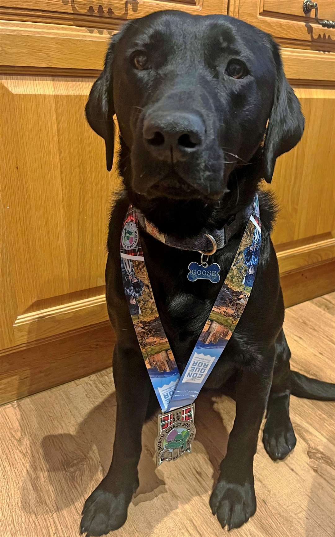 Goose wearing the medal Sarah received for completing her North Coast 500 Virtual Challenge.