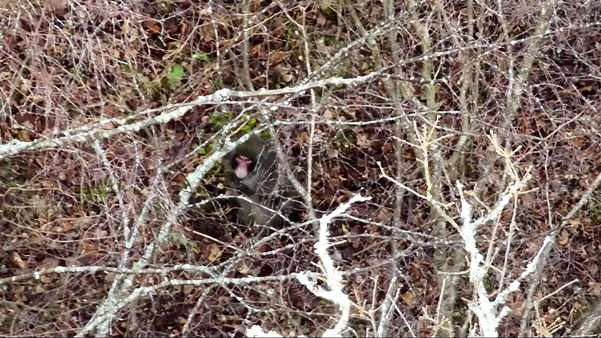 A screen grab from the drone footage of the escaped monkey (BH Wildlife Consultancy/PA)