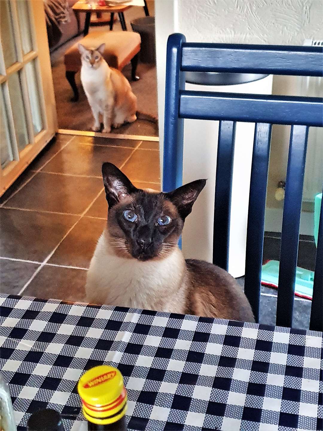 Earl and Ping the Siamese cats. If your cats go missing beware of bogus callers trying to claim fees. Picture: N Falafel
