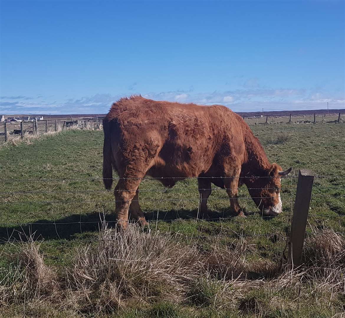 Greedy, the 26-year-old cow that gave up her bales!