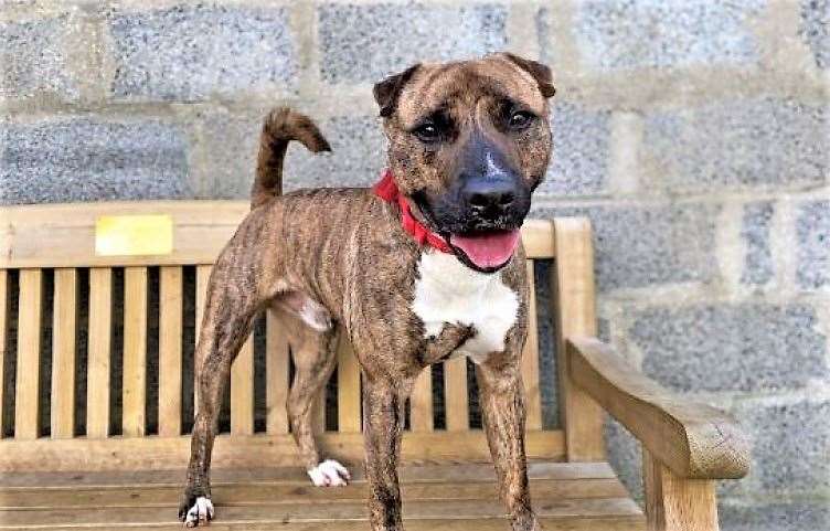 Leah donated to the Balmore SSPCA rescue centre where staffie-cross Buddy lives.