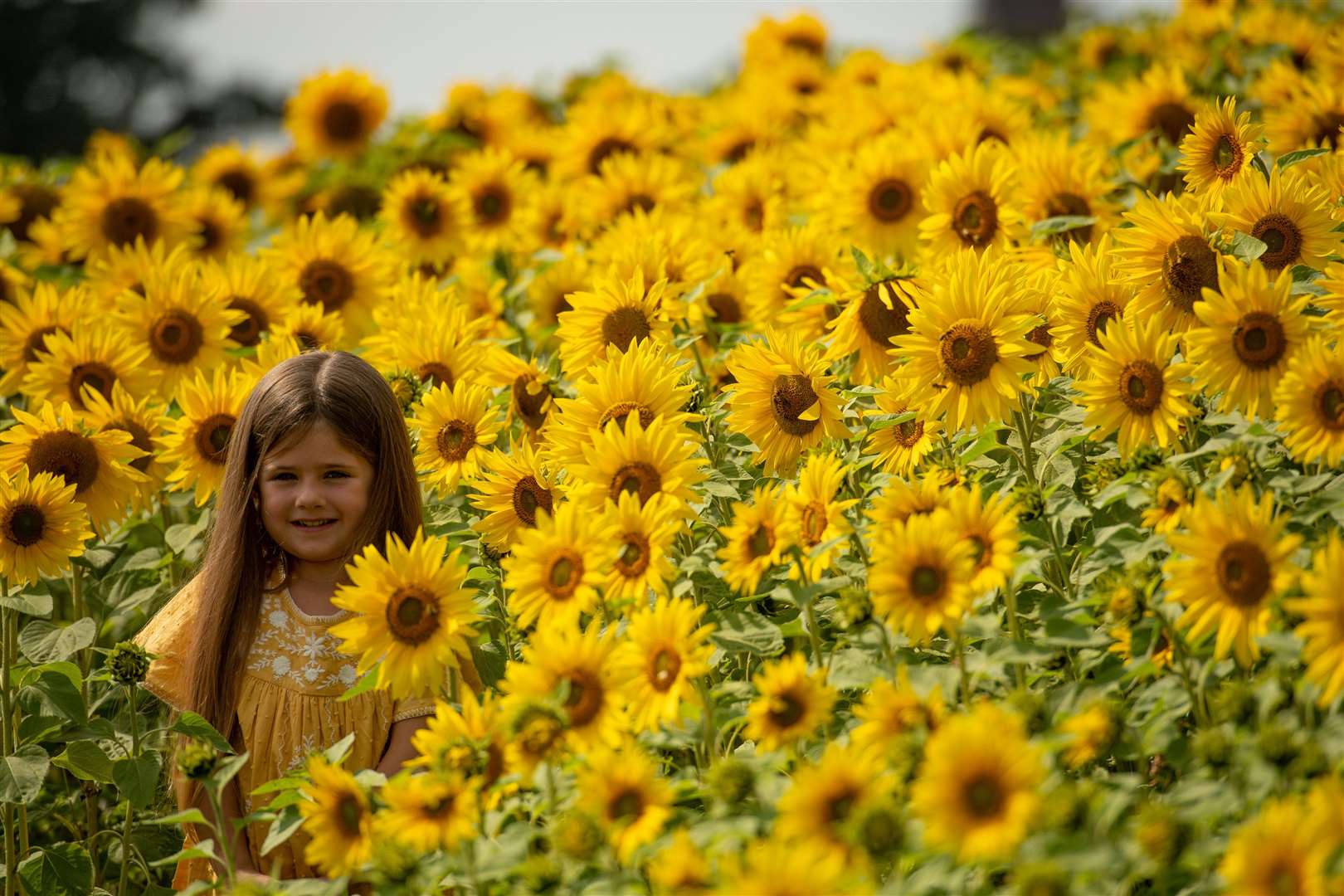 Meadow Bartleet, five, poses for a picture as visitors enjoy the warm weather at the sunflower fields at Becketts Farm, Birmingham (Jacob King/PA)