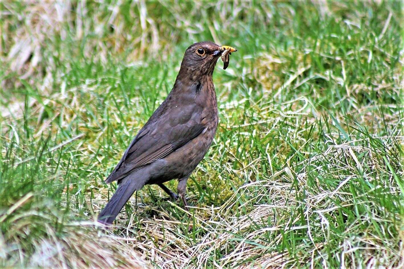 Blackbirds were the most common sightings.