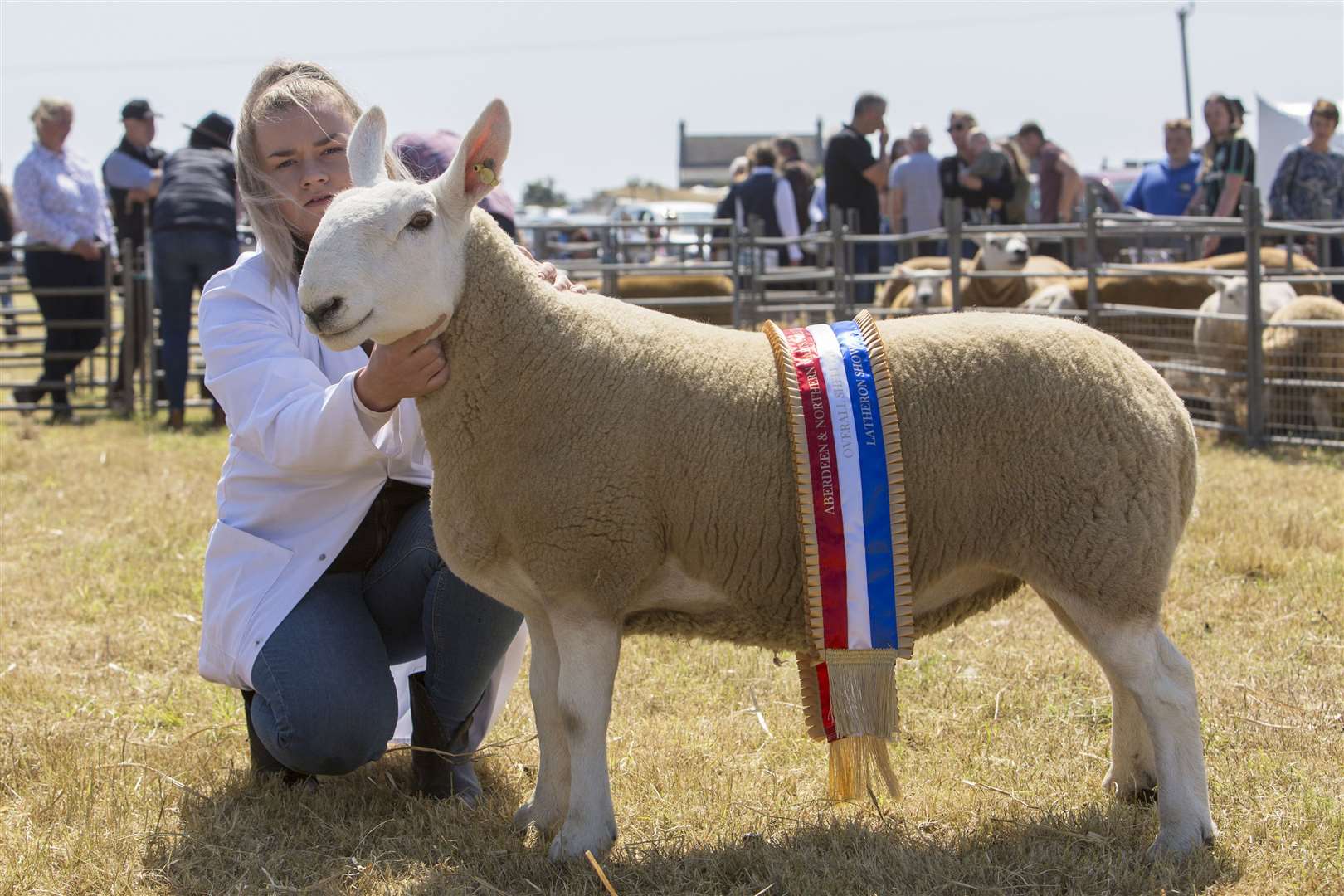 Tasha Smith with the reserve champion of champions, the supreme sheep champion and North Country Cheviot champion, from Michael Anderson, West Catchery, Watten. This gimmer after a tup from the flock of Jamie Henderson, Murrayfield, gave the farm its first-ever championship. Picture: Robert MacDonald / Northern Studios