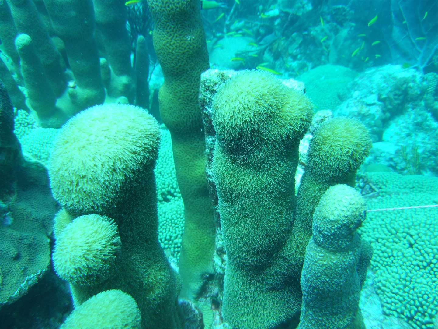 Threatened pillar coral (International Union for the Conservation of Nature/PA)