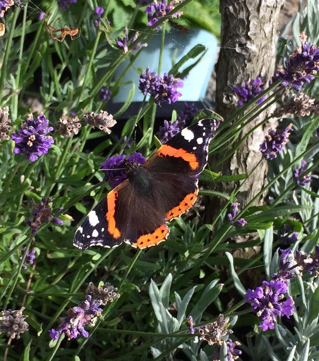 A butterfly enjoying the lavender. One of Donna Shearer's entries in the Gardens of 2020 class.