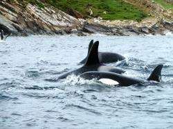 The whales spotted at Stroma on Saturday.