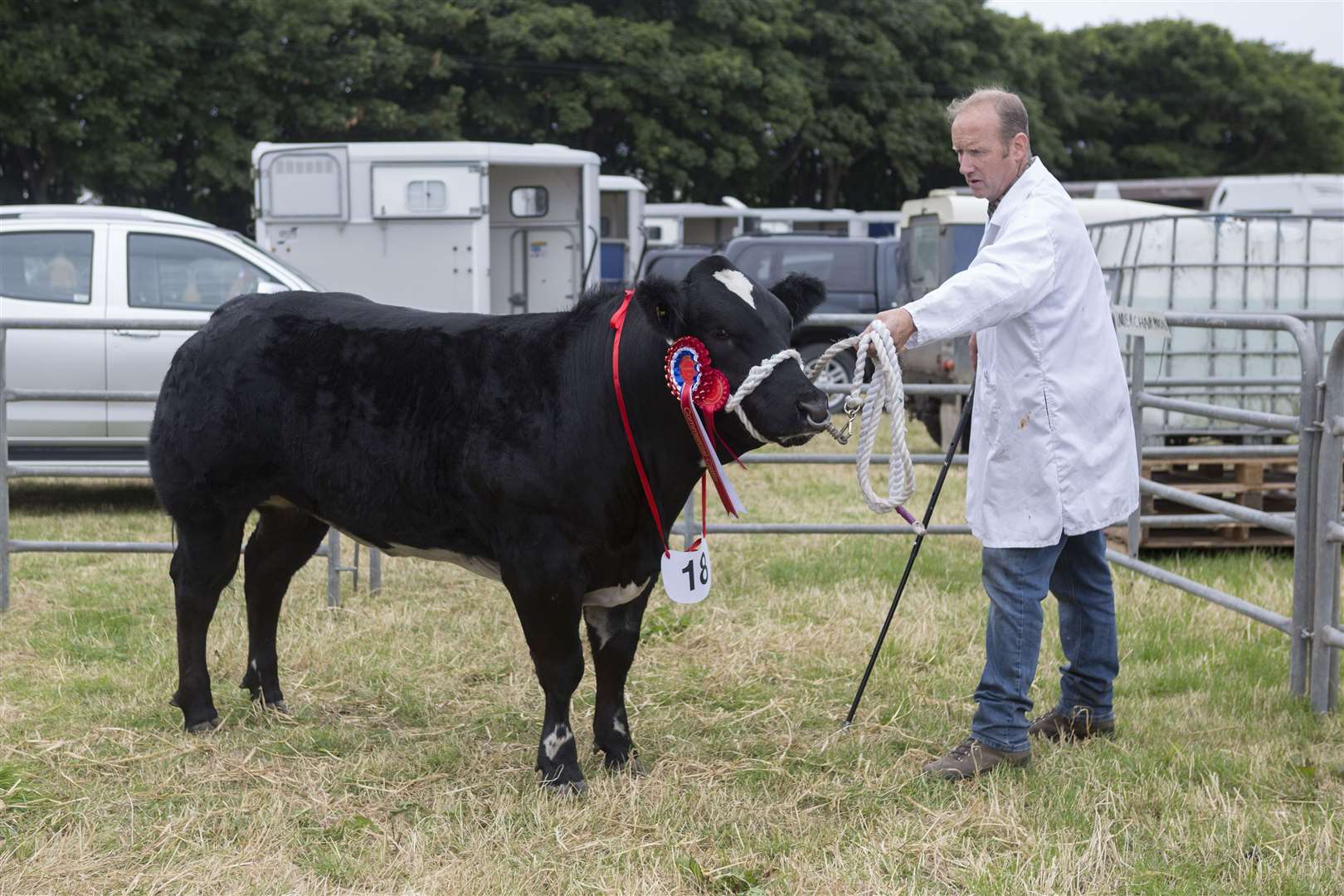 J Munro & Son, Invercharron Farm, Ardgay, took the supreme cattle championship with their commercial champion, Jacket Potato, a 15-month-old British Blue cross heifer, after Caithness Norseman. Mark Munro is holding the champion. Picture: Robert MacDonald / Northern Studios