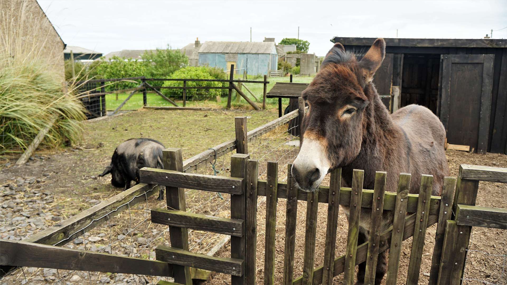The animals were all found to be in a healthy condition at Puffin Croft and the owner thinks jealousy may have been a motive for the complaint. Picture: DGS