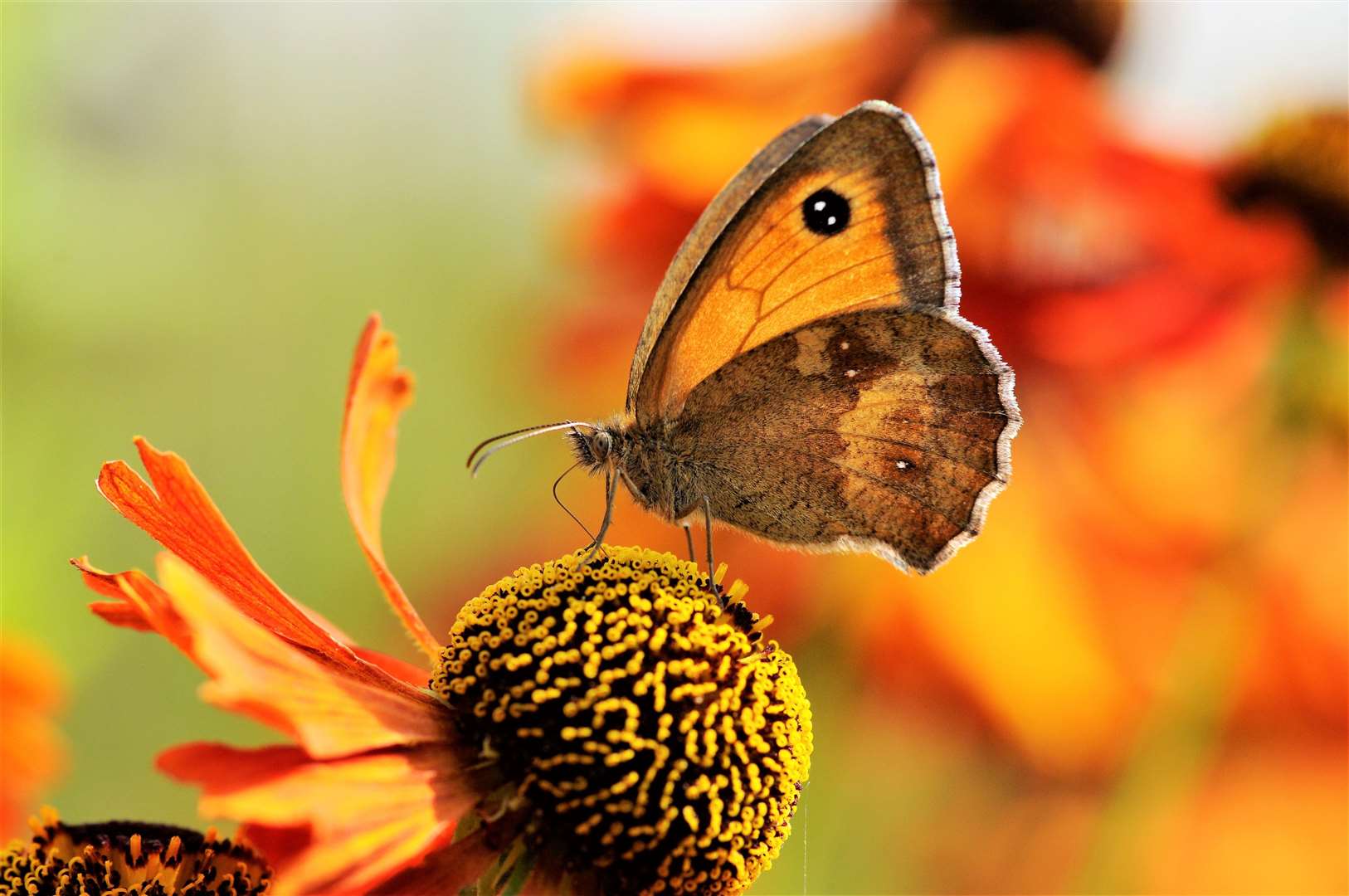 Gatekeeper butterfly. Picture: Liam Richardson