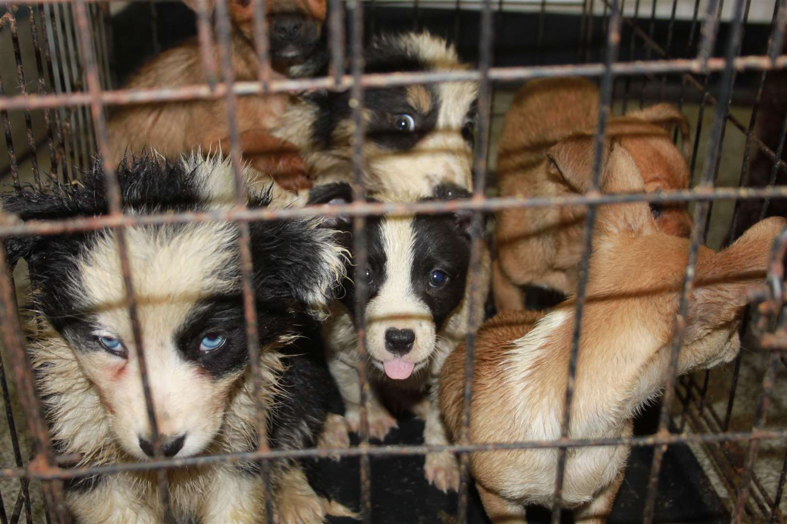 Last year over 150 puppies were seized by the charity from low-welfare farms or dealers. Picture: Scottish SPCA.