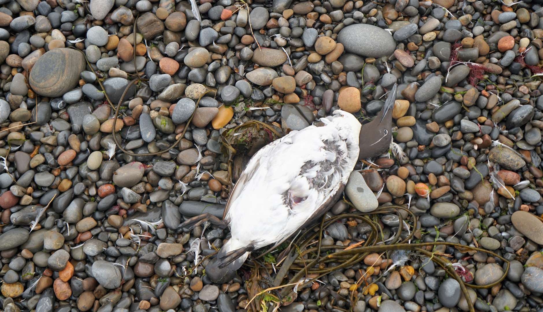 Another dead guillemot. There was a large percentage of this particular species on the beach. Picture: DGS