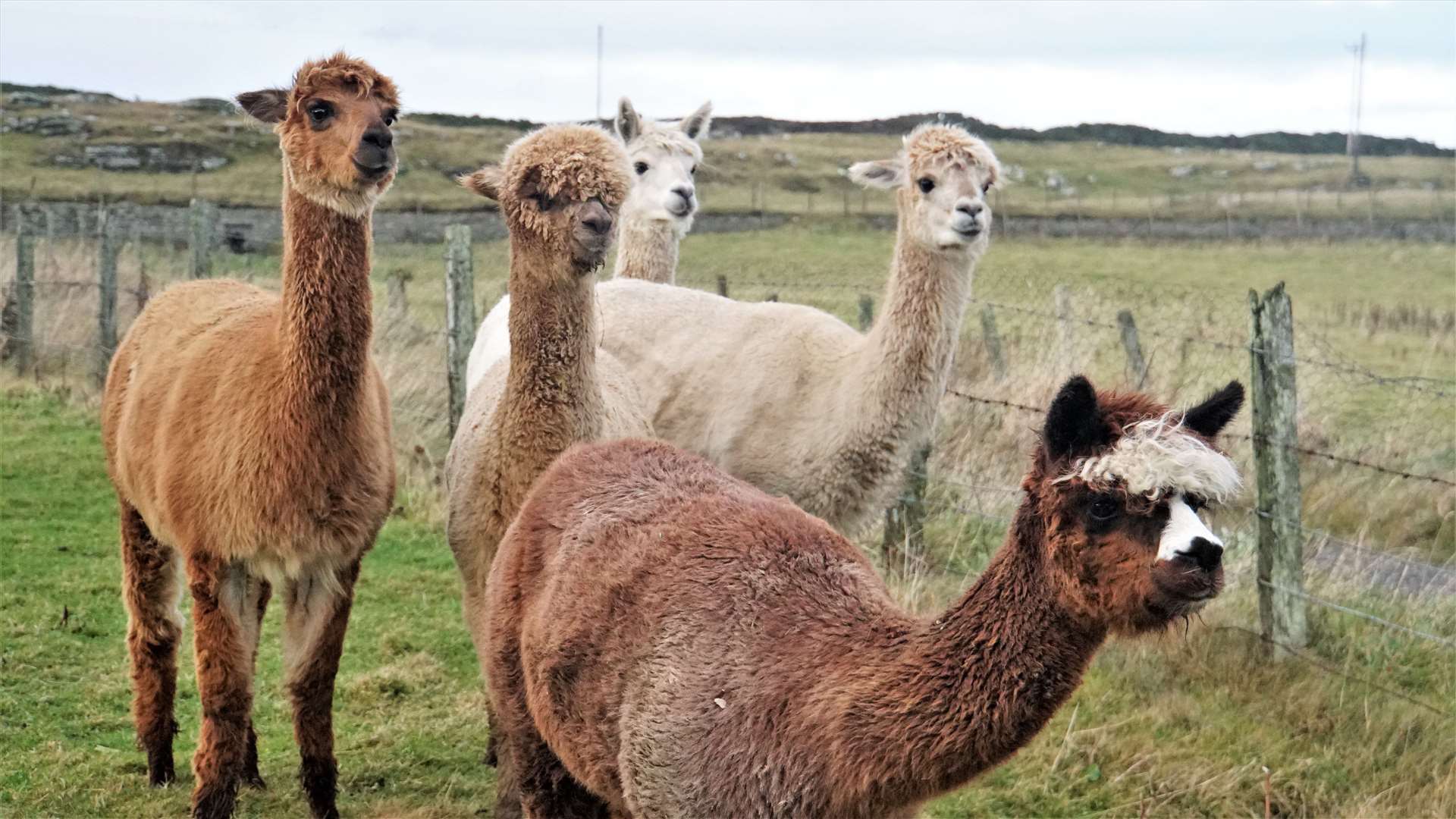 Astrid, at front, along with the other ladies at Ward Croft. Some of them are believed to be pregnant but they have a gestation period of around 11 months. Pictures: DGS