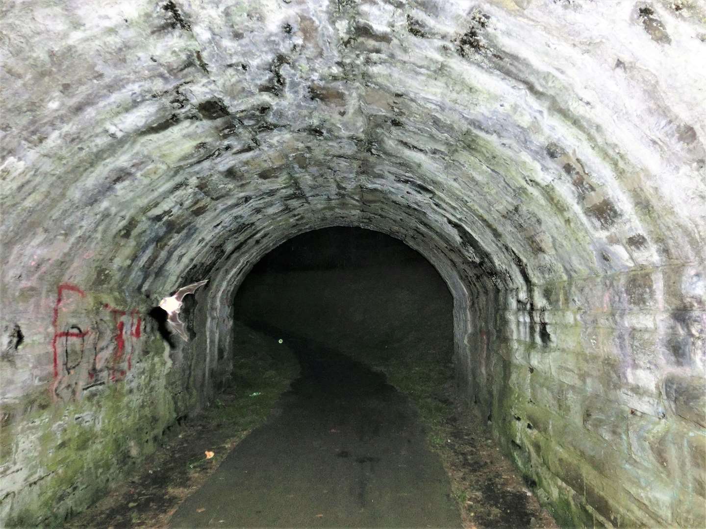 Bat flies through train tunnel at Wick riverside. Picture: DGS