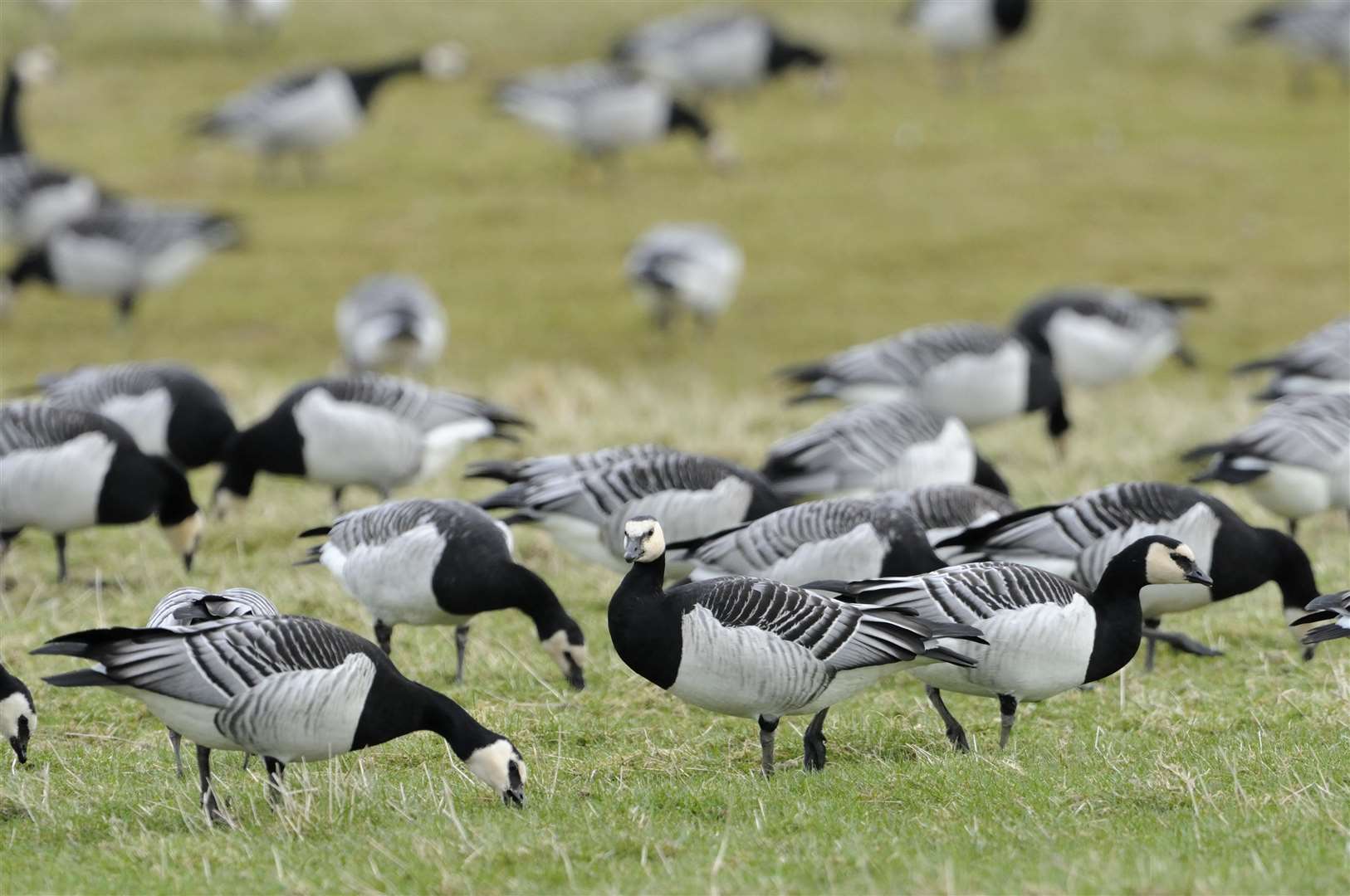 Counts of barnacle geese are taking place along the north coast. Picture: Lorne Gill/NatureScot