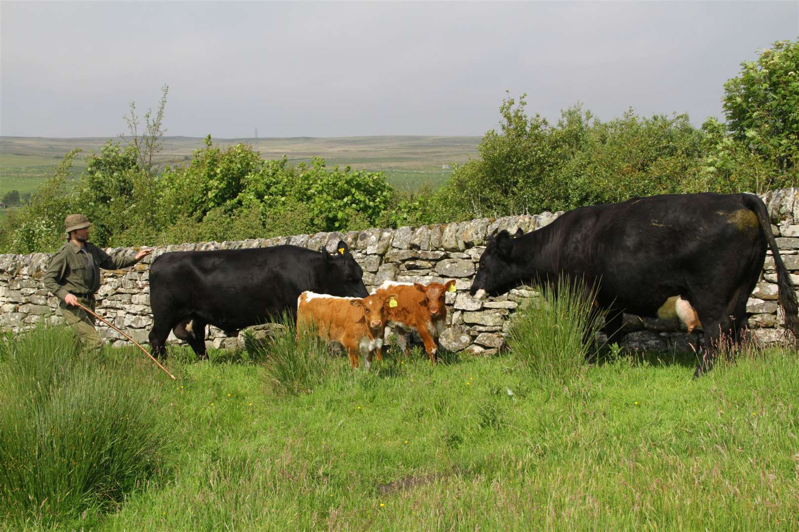 Farmer Neil Macleod with the two Longhorn heifer calves and their mums, Aberdeen-Angus crosses. Picture: Willie Mackay