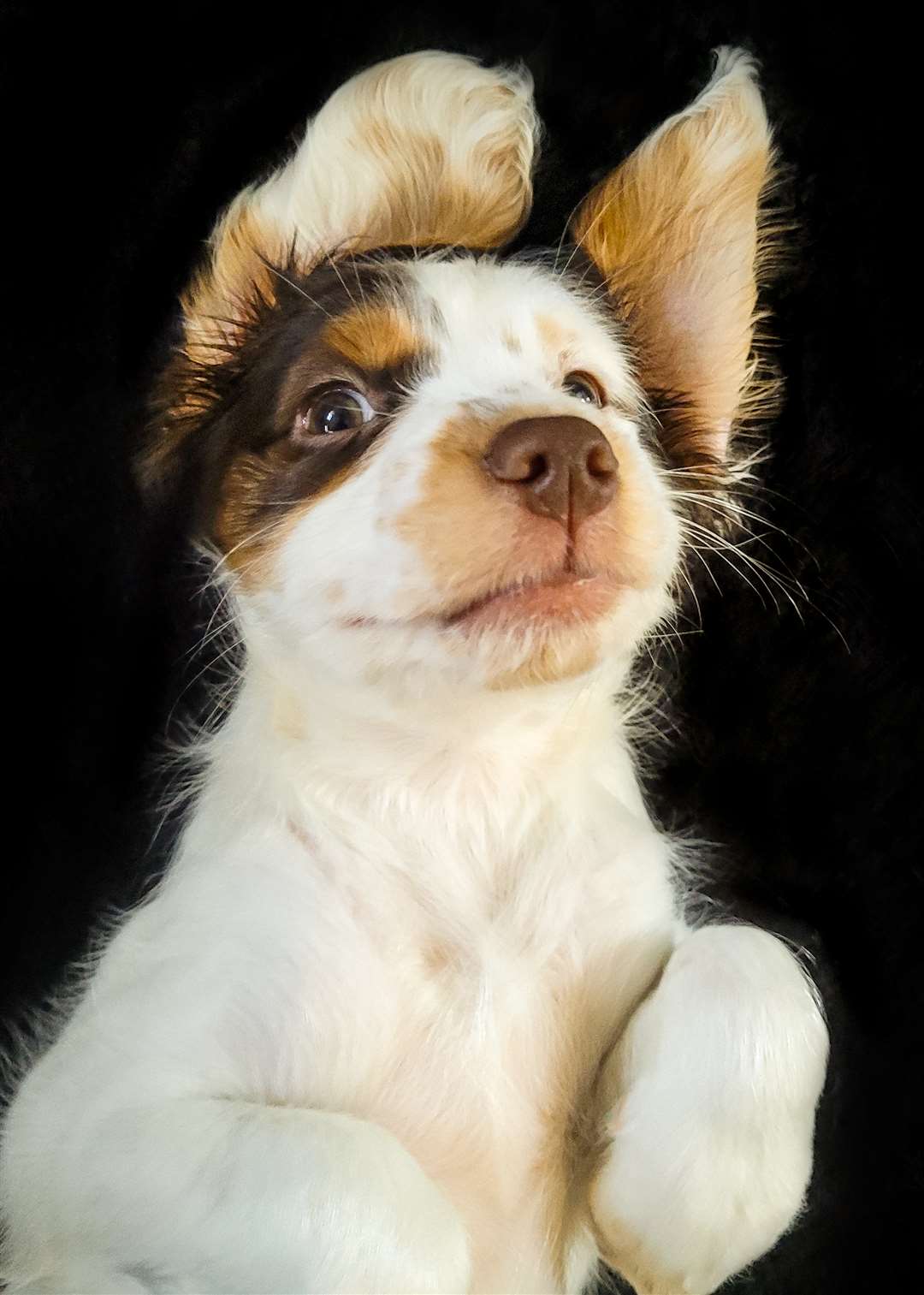 Demmi Havenhand saw “Baby Face”, her portrait of puppy Carrie, win the Pet Personalities category (Demmi Havenhand/PA)