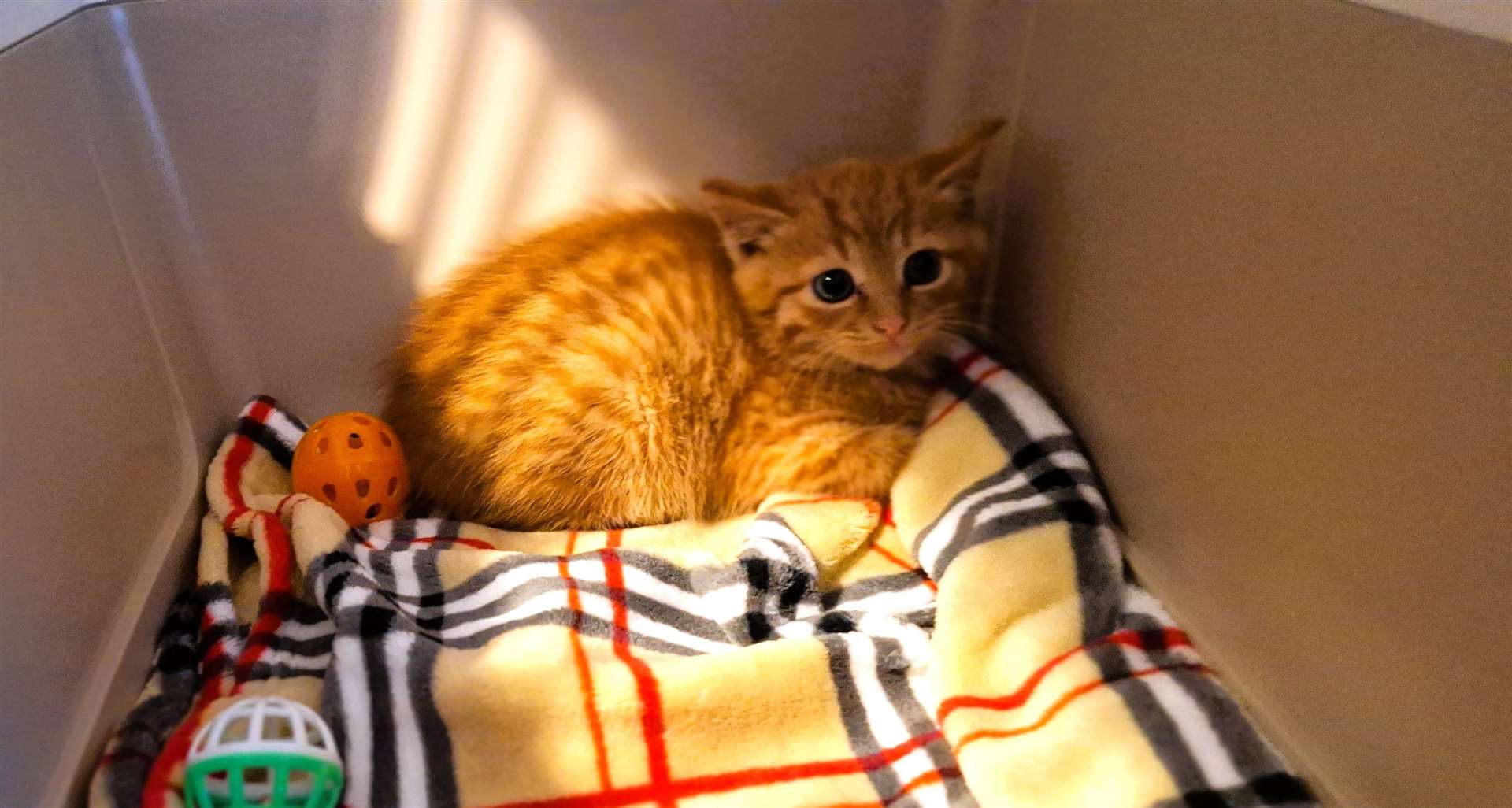 This tiny kitten was one of the lucky ones that was saved from the box dumped in a field. Picture: DGS