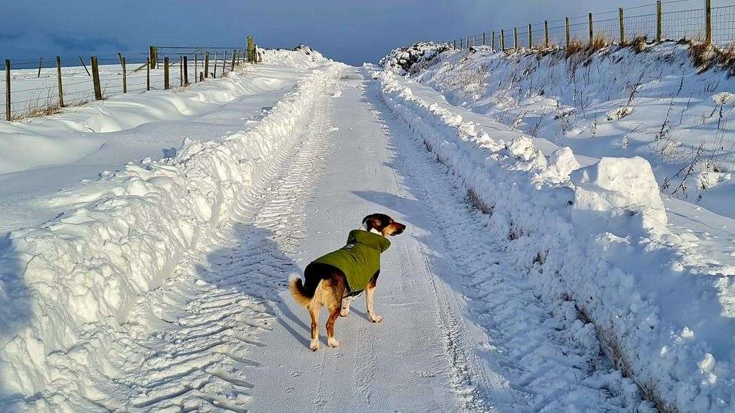 Cold paws on Normandy Road for Nacho the dog at Lybster. Picture: Ve Young