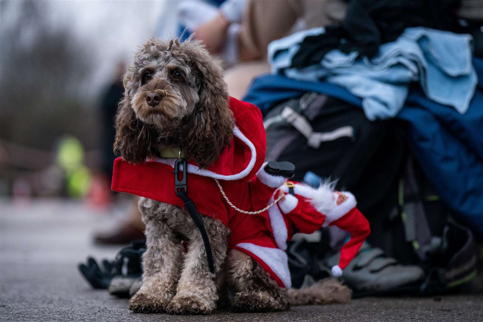 Not everyone was keen on taking a watery dip, with this dog content to watch in his Santa suit (Aaron Chown/PA)