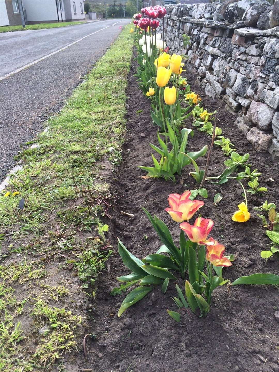 A nicely weeded border in Reay.