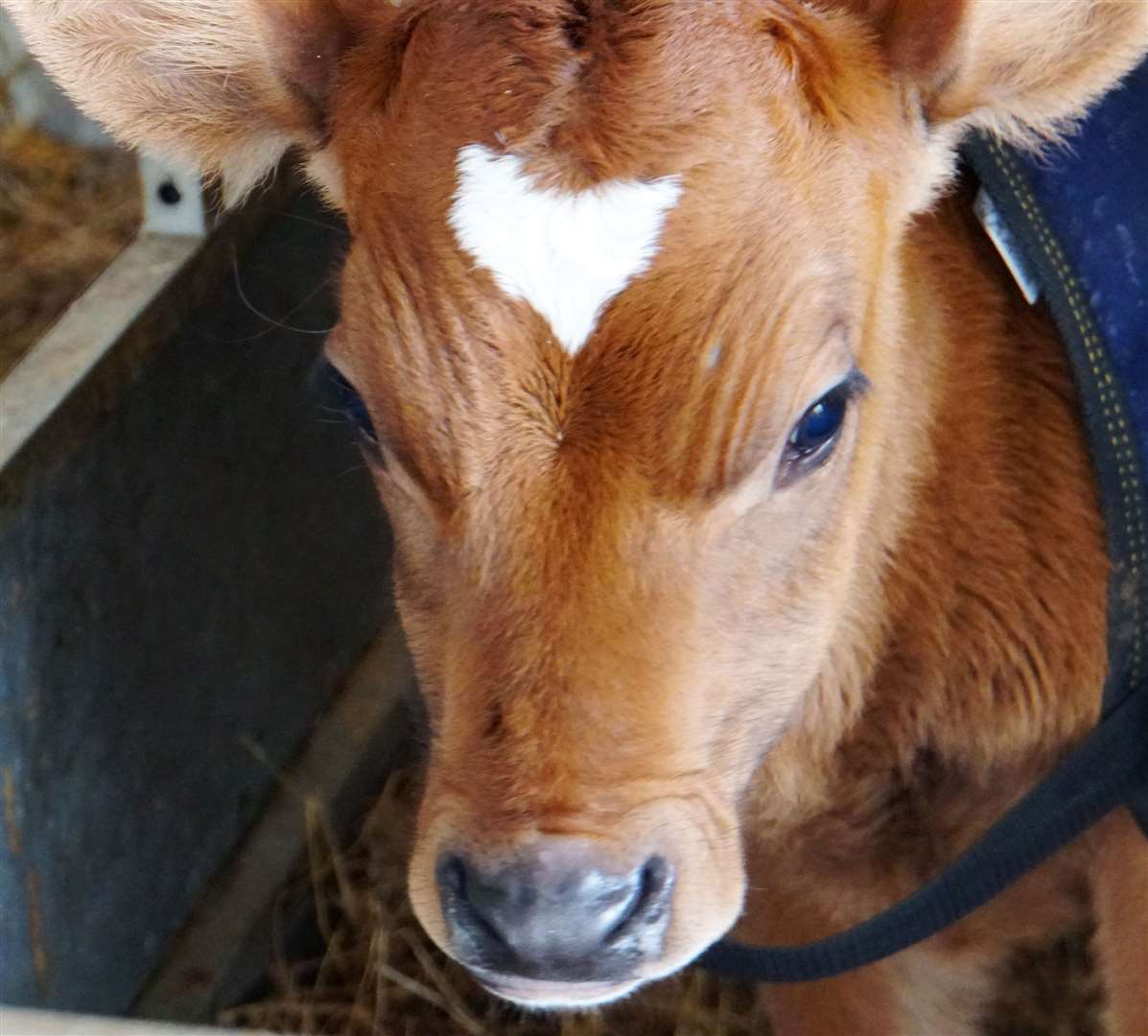 Lorna the Jersey calf has a heart-shaped mark on her forehead. She is one of a set of twins born at Thrumster Mains farm along with her brother Marryot.