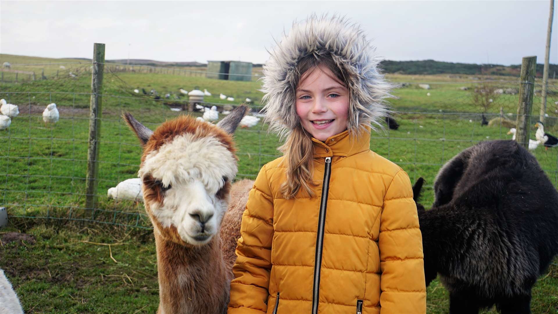 Rhea Taylor was delighted to lead Barnaby the alpaca on a tour around the farm.