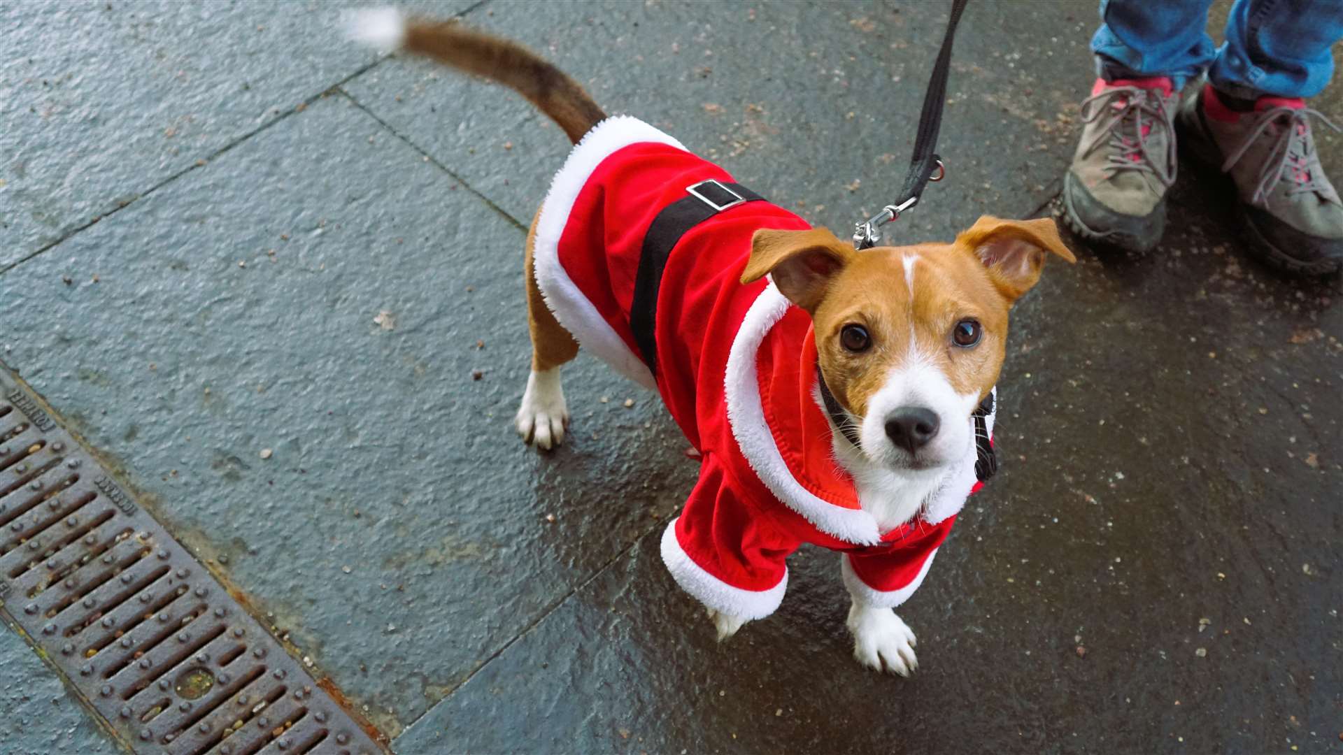 Rico the Jack Russell dressed like Santa at Thurso Christmas Fun Day. Picture: DGS