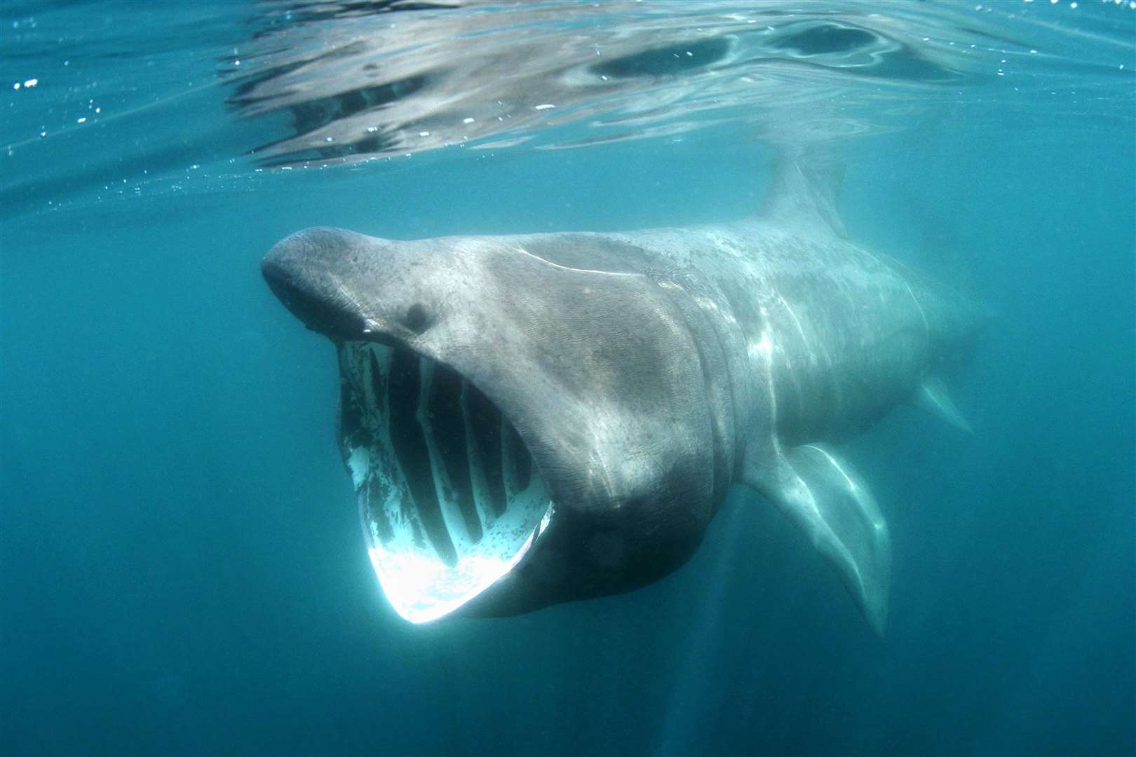 Basking sharks have been spotted in the Moray Firth. Picture: Simon Burt/westcountryphotographers.com/Adobe Stock