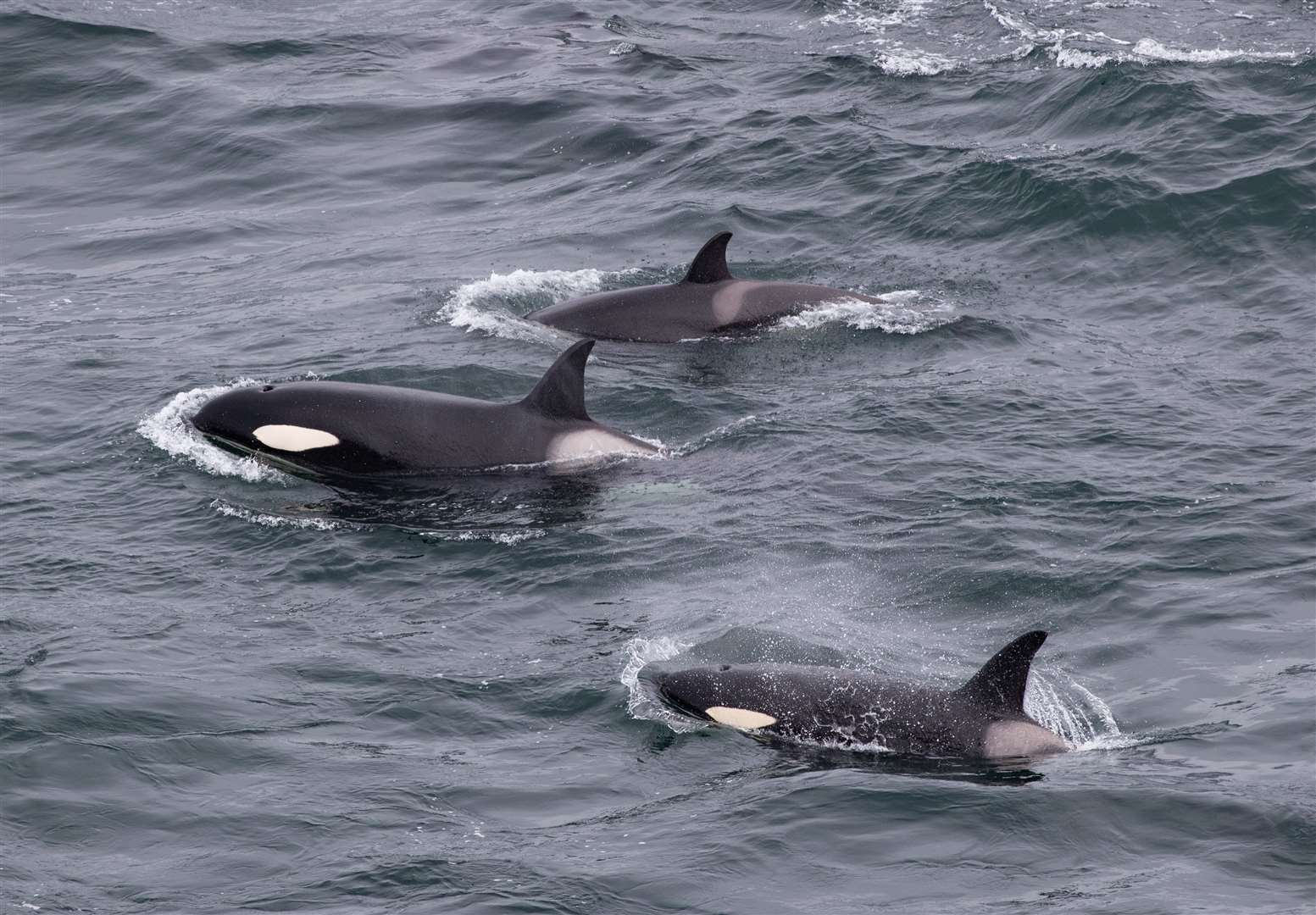 Orcas can be spotted off the Caithness coast. Picture: Karen Munro