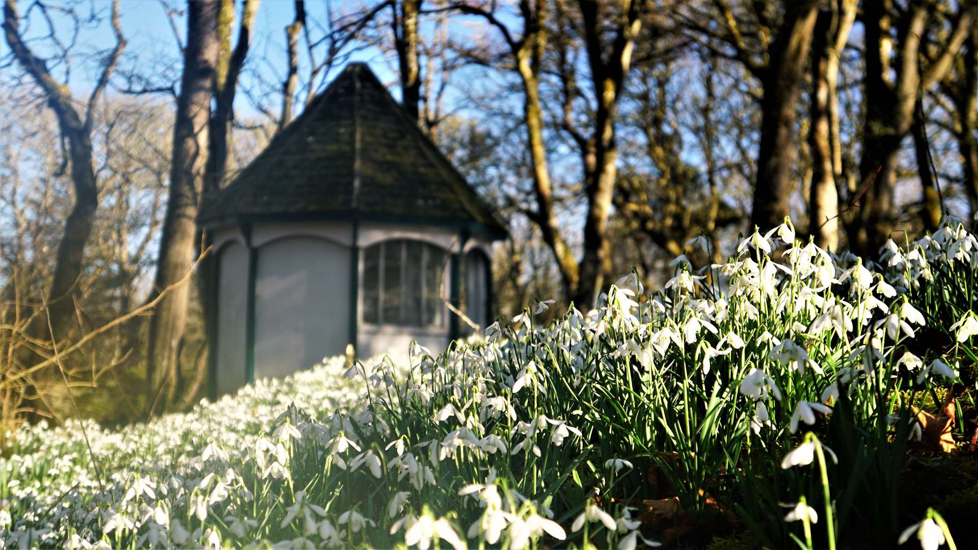 The snowdrops were resplendent in the sunshine. Picture: DGS