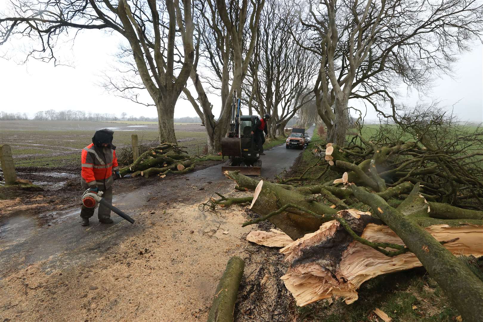 One of a number of trees in Northern Ireland made famous by the TV series Game Of Thrones that have been damaged and felled by Storm Isha (Liam McBurney/PA)