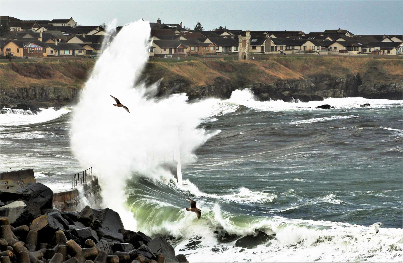 Stormy seas in Wick Bay this week with a juvenile herring gull framed by a wave. Picture: Alan Hendry