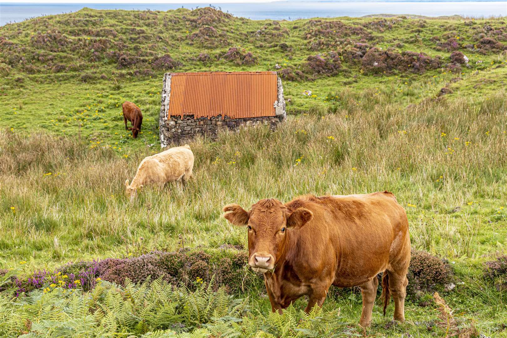 Crofters can learn more about livestock health planning.