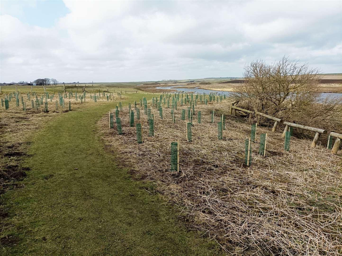 Hundreds of trees were planted in the Wick riverside area.