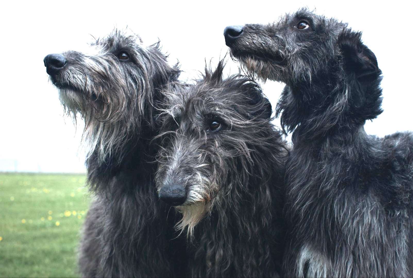 The professional photographer, Richard Phibbs, took this portrait of the three dogs as a keepsake for Laura and Ian. Picture: Richard Phibbs