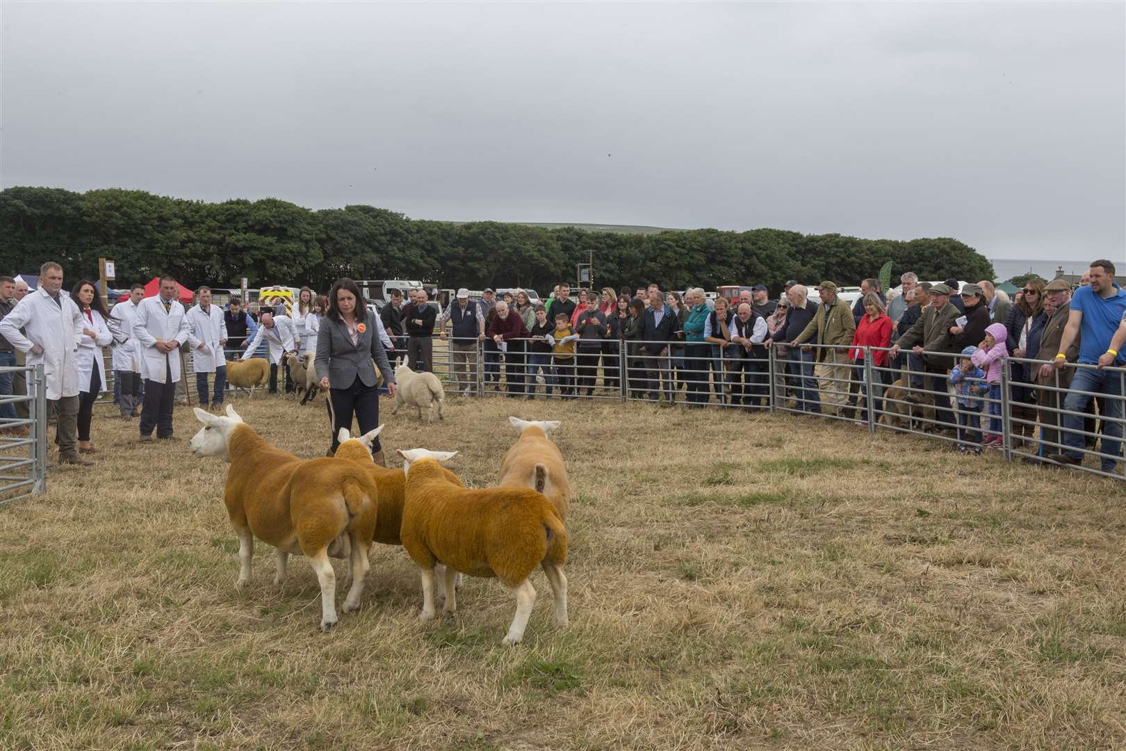 Crowds gather to watch Hazel McNee, Over Finlarg Farm, Dundee, judging the inter-breed sheep championship. Picture: Robert MacDonald / Northern Studios