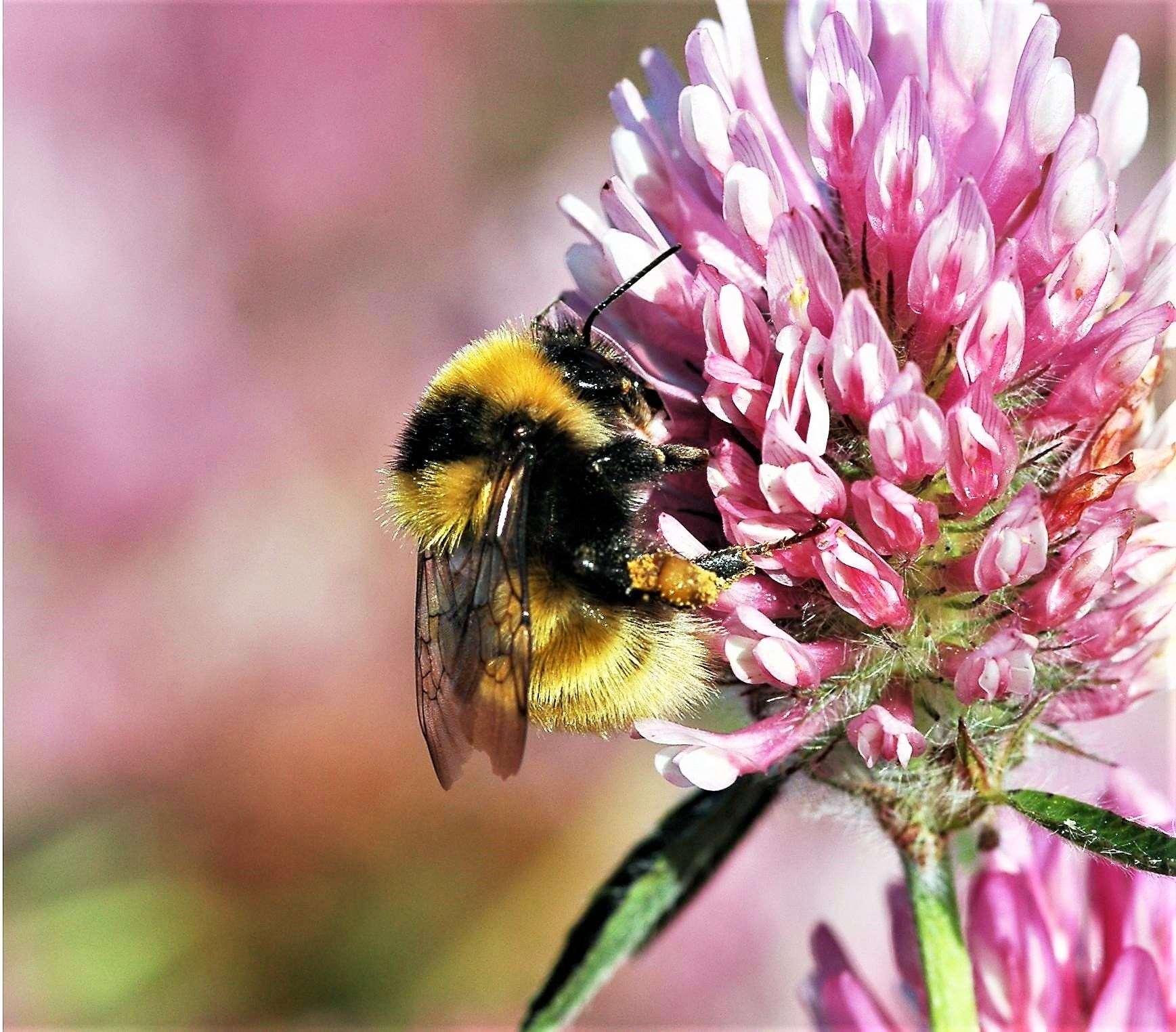 The very rare Great yellow bumblebee Bombus distinguendus which is found in Caithness. Picture: Pieter Haringsma
