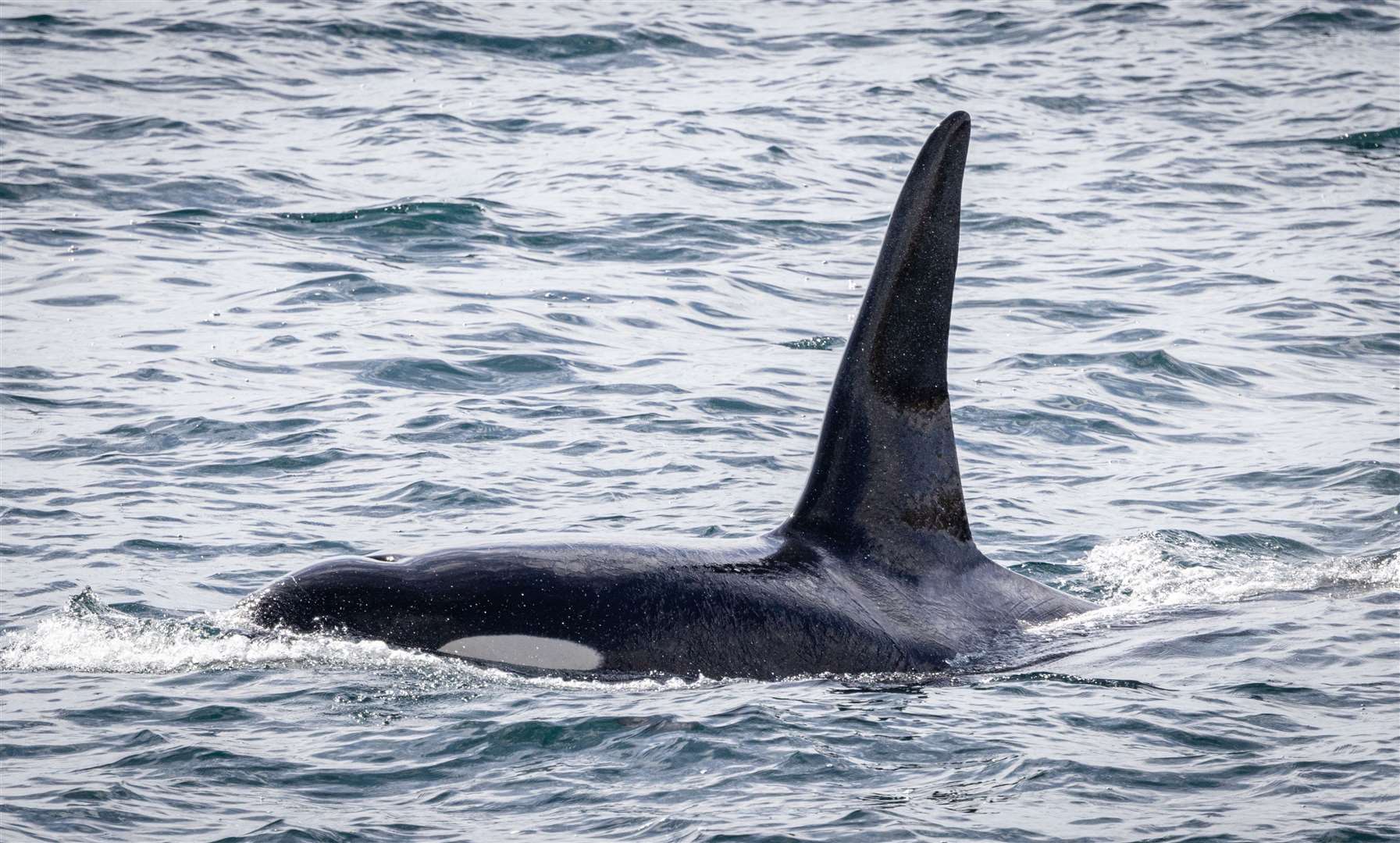 A bull from the orca pod known as the 12s off the east coast of Caithness earlier this year. Picture: Karen Munro