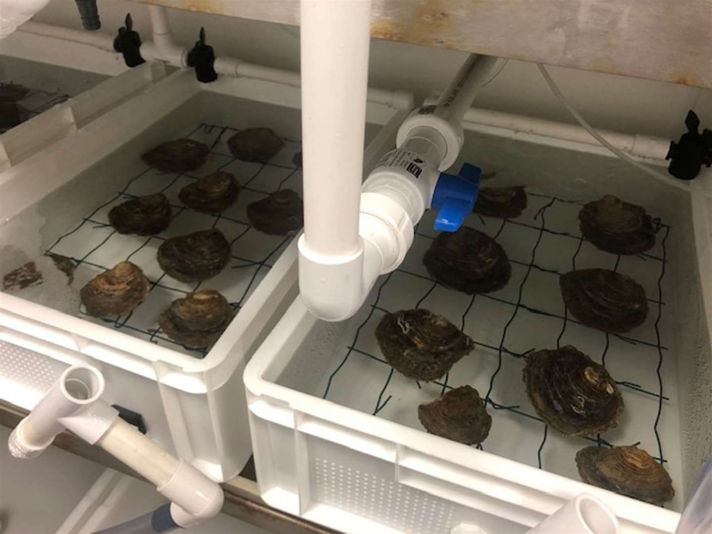 The UK’s first oyster restoration hatchery in Langstone Harbour (University of Portsmouth/PA)