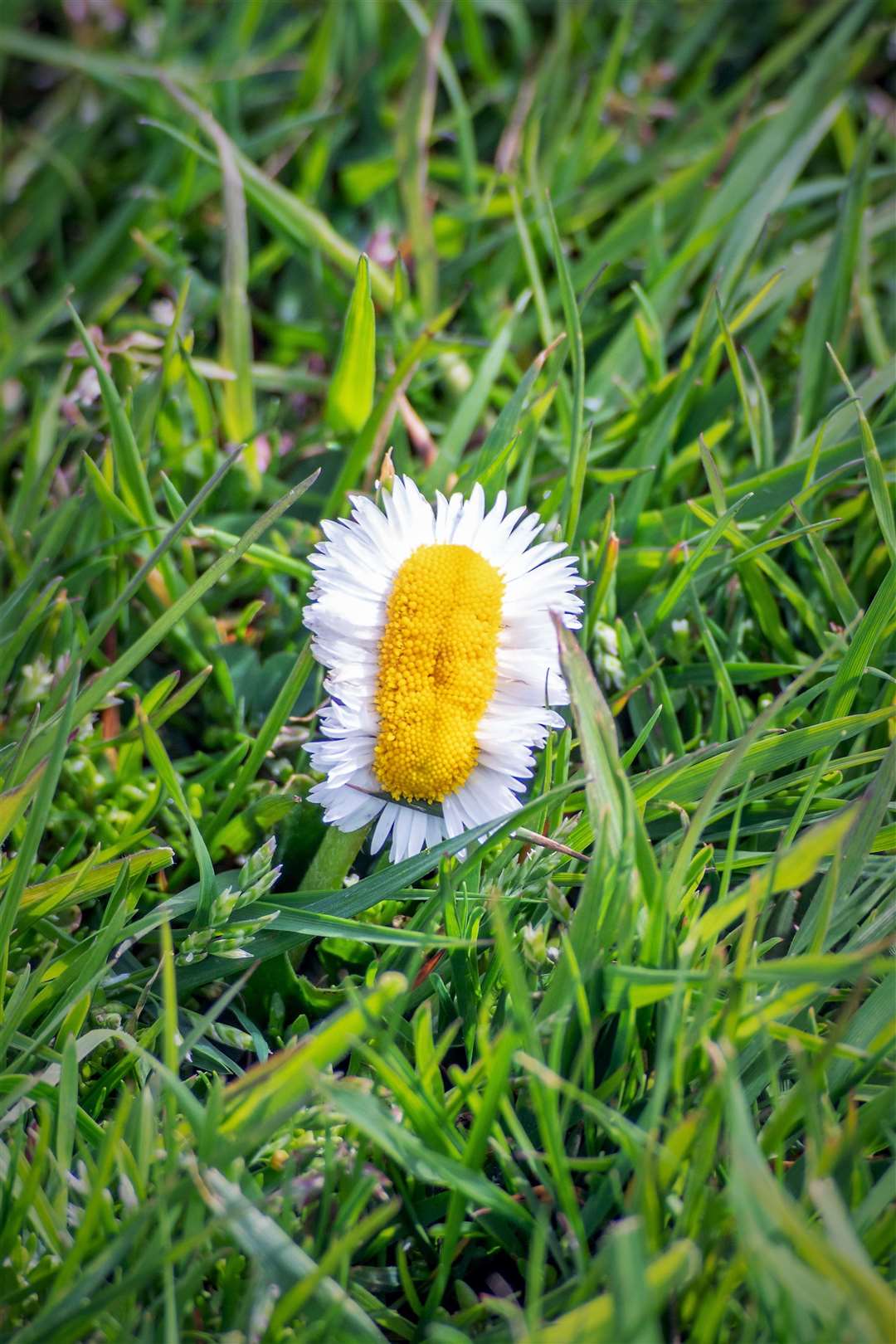The mutant daisy in situ at Thurso golf course this week. Pictures: Oakley Cundall