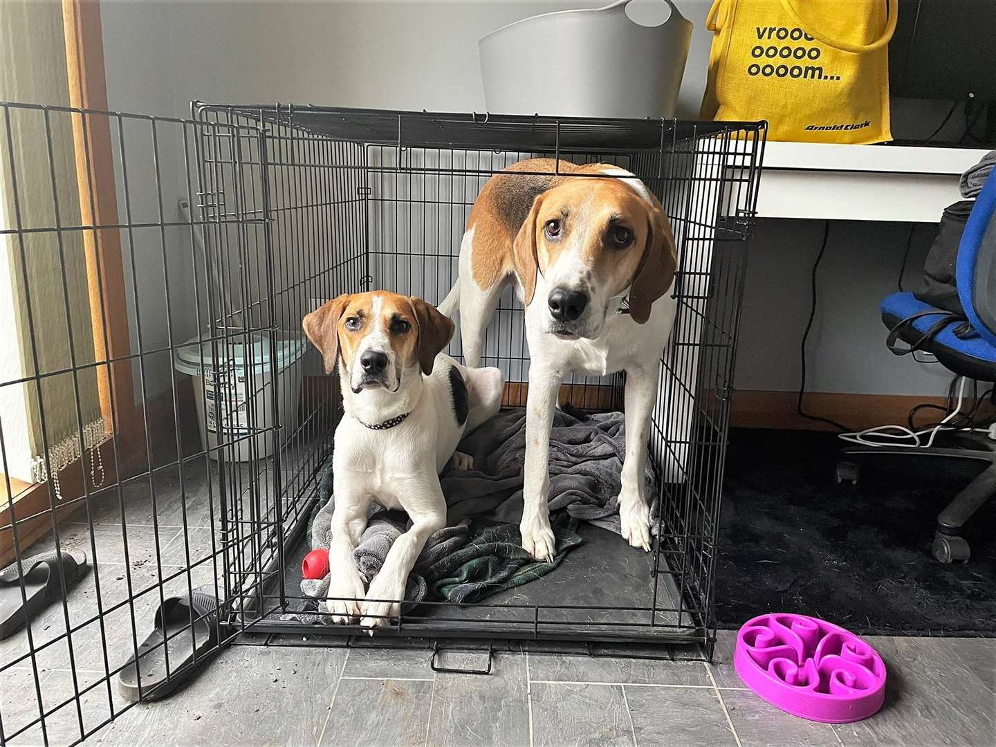 Daisy the foxhound was sold as a beagle and developed kennel cough. Picture: SSPCA