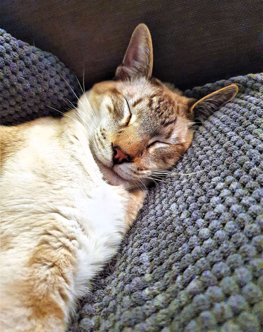 Cats Protection Caithness is there to help cats like Earl the Siamese. Picture: DGS