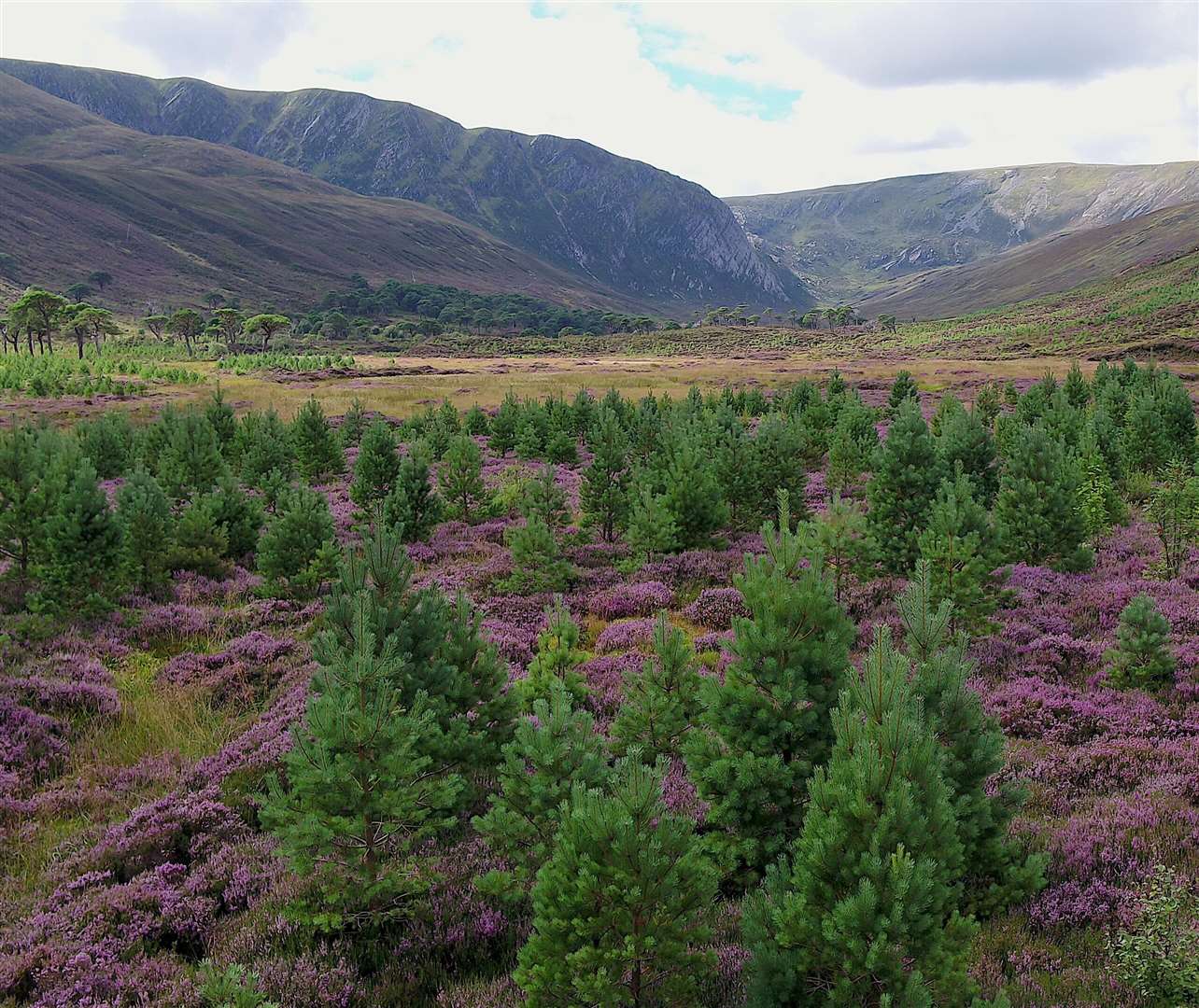 The pinewood at Alladale is now thriving. Pictures: Norman Strachan