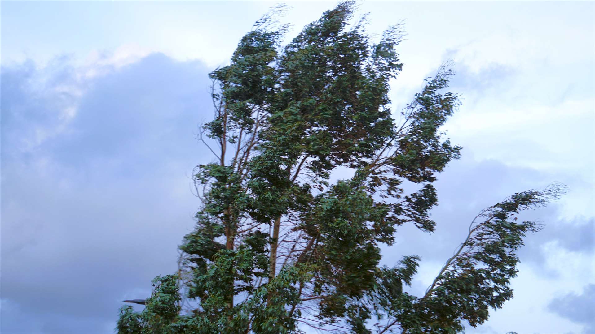 Windswept tree in Watten today. Picture: DGS