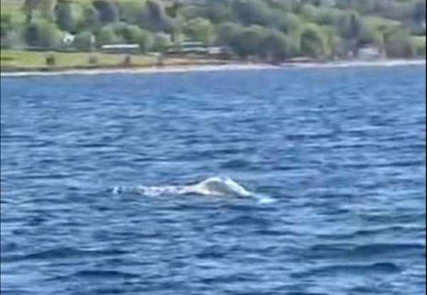The beluga whale in Loch Broom. Picture: Darren Mackay